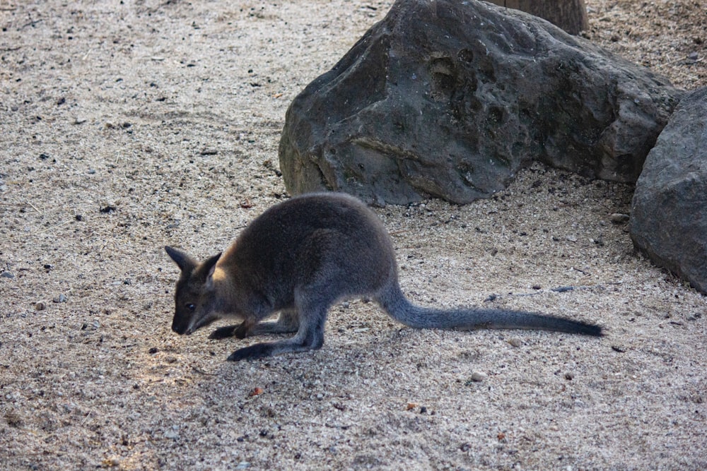 a small kangaroo standing on top of a sandy ground