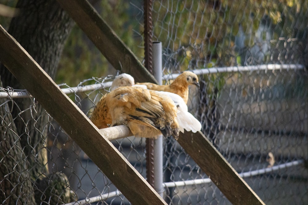 a couple of birds sitting on top of a fence