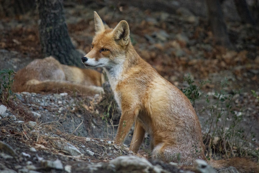 a red fox sitting on a rocky hillside