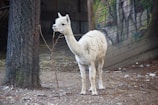 A white alpaca stands on rocky ground near a tree wrapped in netting. Behind it, a wall with colorful murals depicting nature scenes adds vibrant contrast. The alpaca appears to be calmly chewing or holding onto some twigs with its mouth.