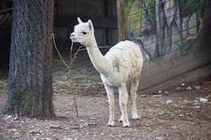 A white alpaca stands on rocky ground near a tree wrapped in netting. Behind it, a wall with colorful murals depicting nature scenes adds vibrant contrast. The alpaca appears to be calmly chewing or holding onto some twigs with its mouth.