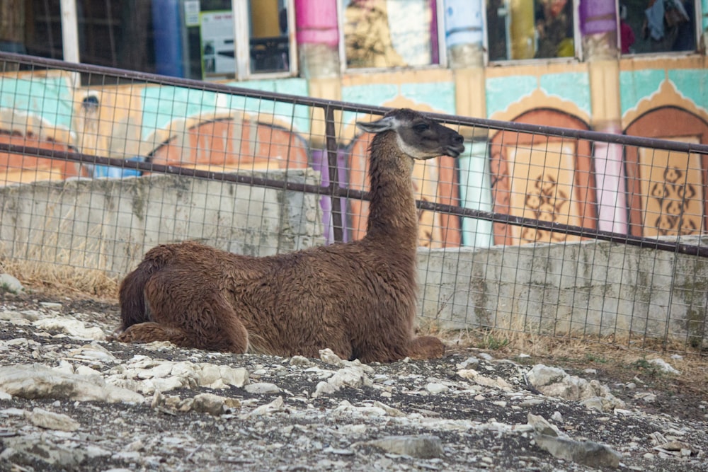 a brown llama sitting in front of a fence