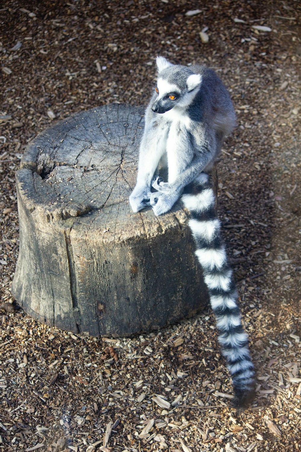 a lemura sitting on top of a tree stump