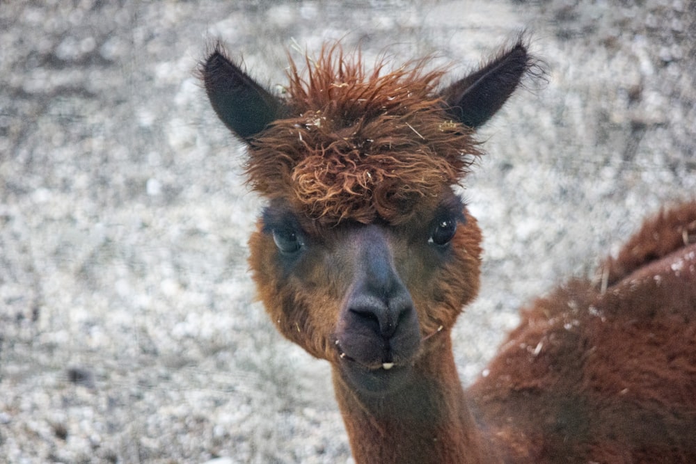 a close up of a llama in a field