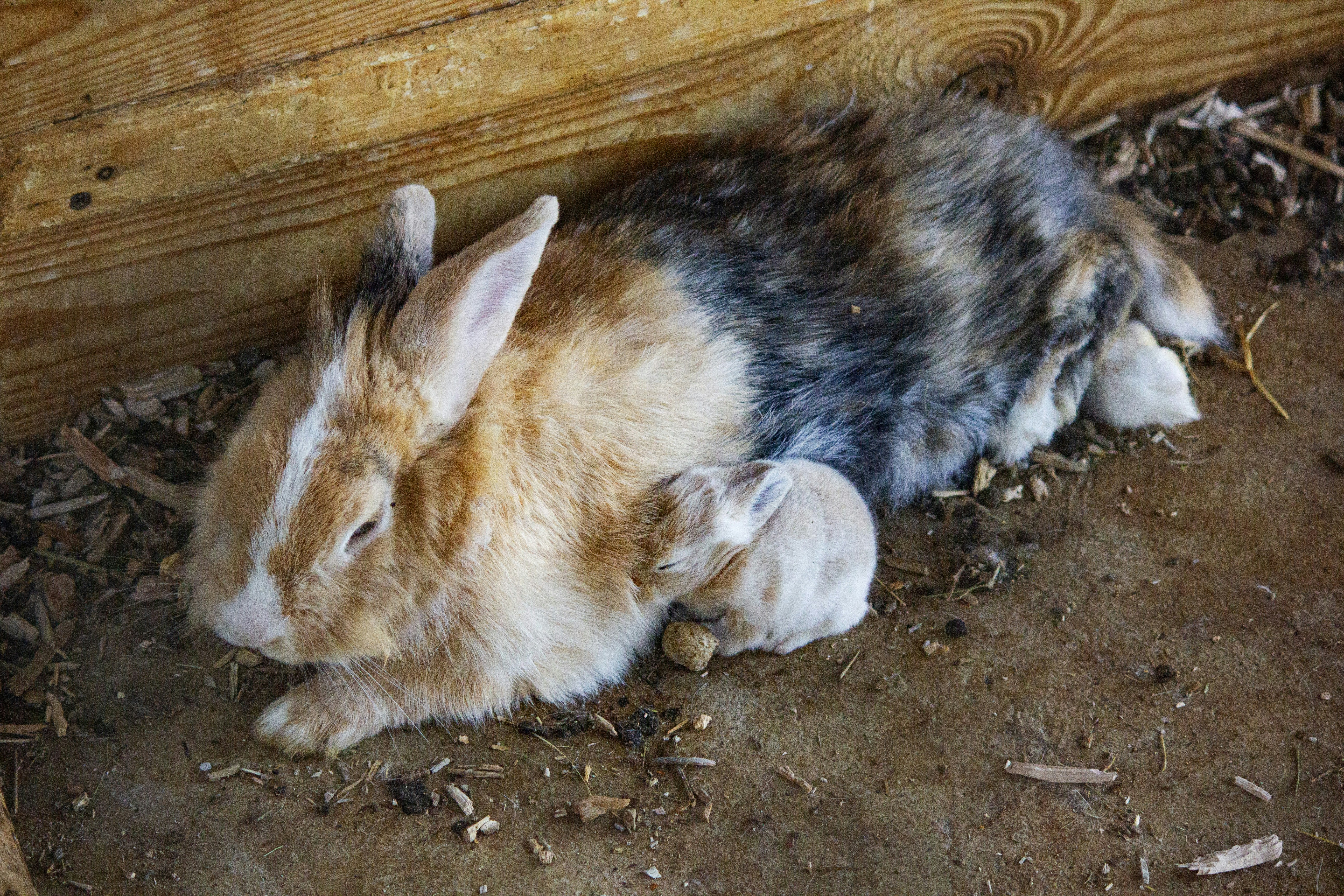 photo-1694807780895-554650bfcaf9