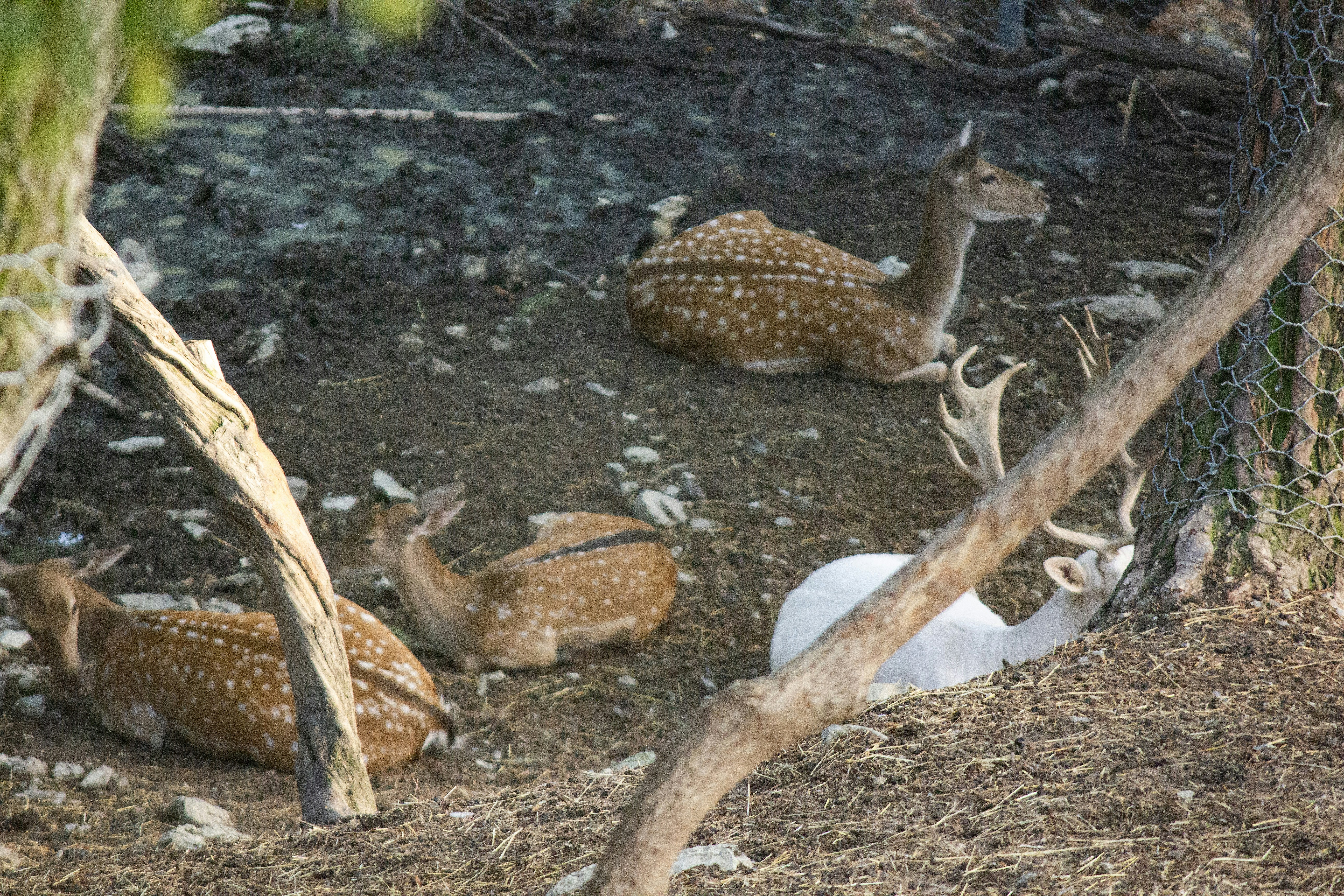 a group of deer laying on top of a dirt field