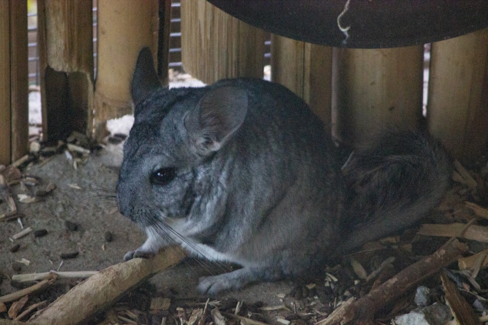 a small gray animal sitting on top of a pile of wood