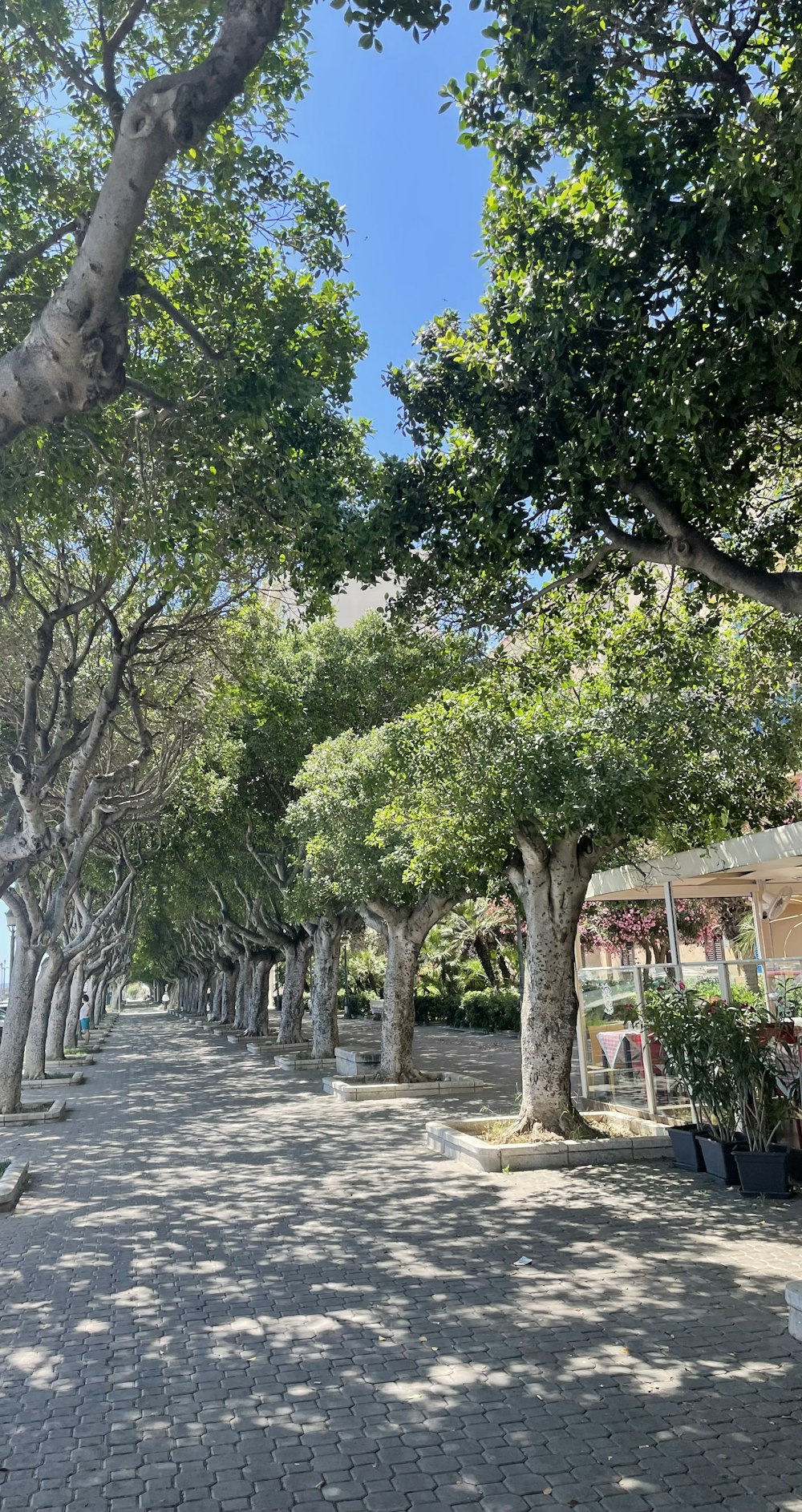 a street lined with trees and benches under a blue sky