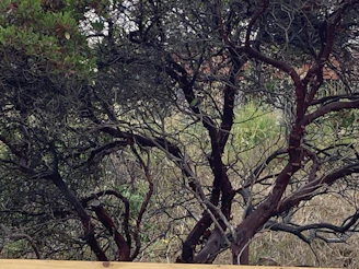 Close-up of lush green leaves and brown tree bark blended to symbolize nature and legal roots.