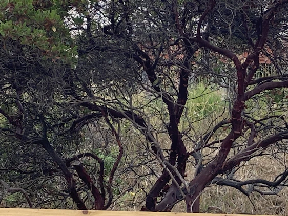 Close-up of lush green leaves and brown tree bark blended to symbolize nature and legal roots.
