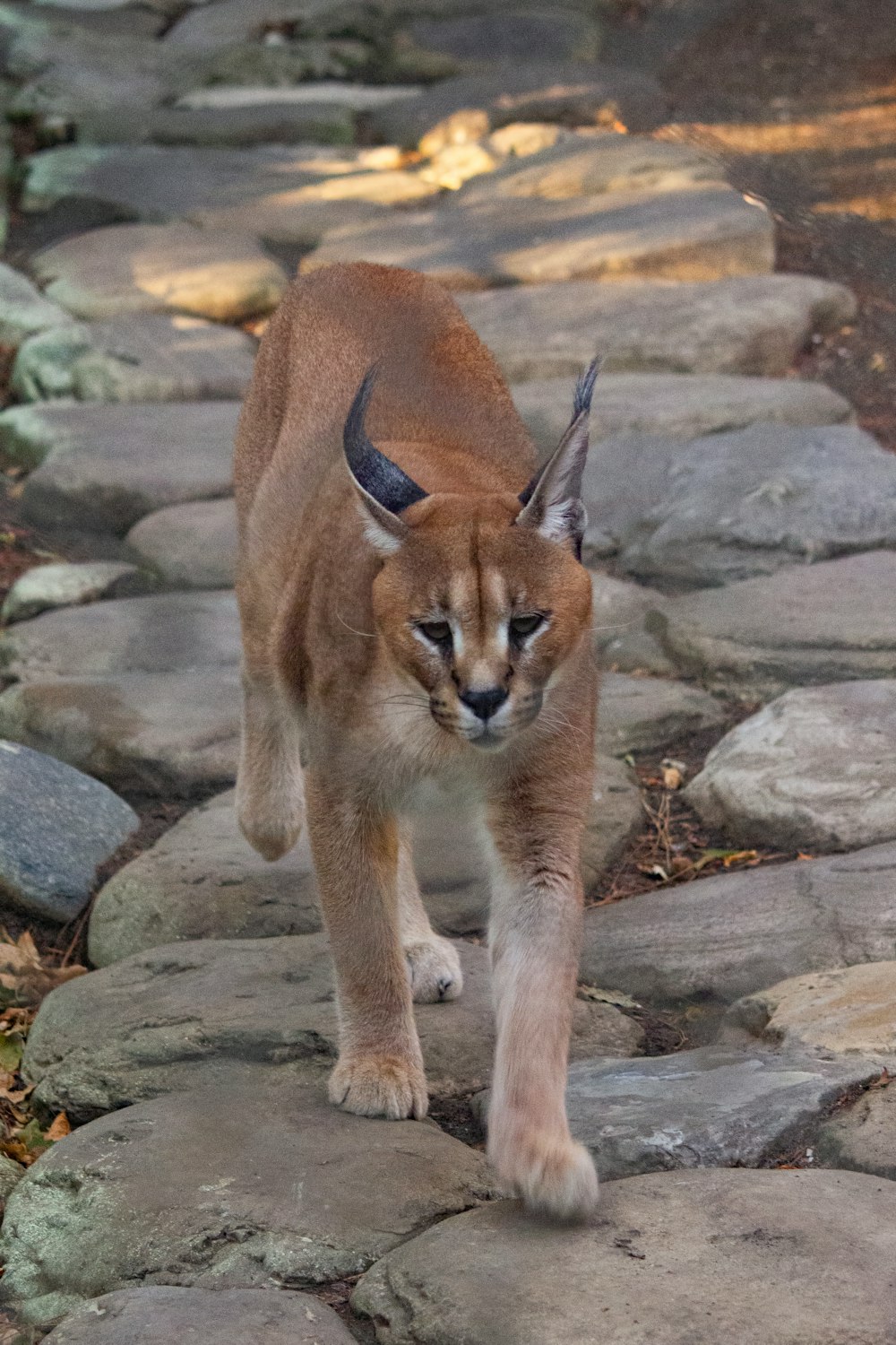 a mountain lion walking across a stone path