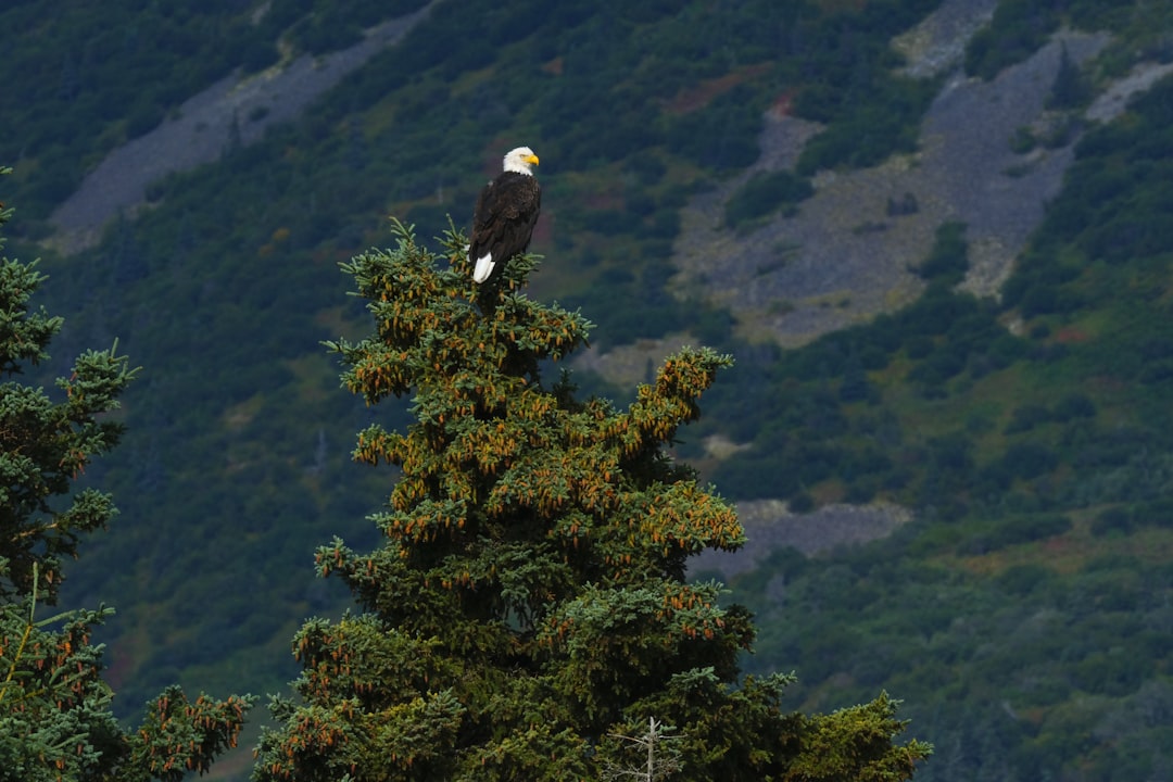 a bald eagle perched on top of a tree, Bald Eagle on a pinetree