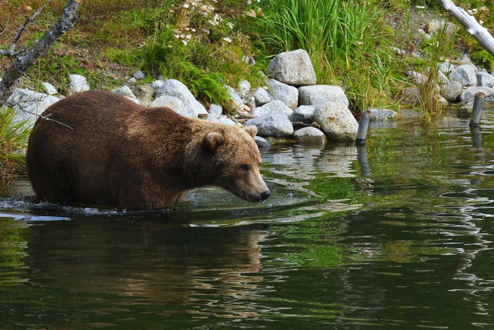 a brown bear wading through a body of water