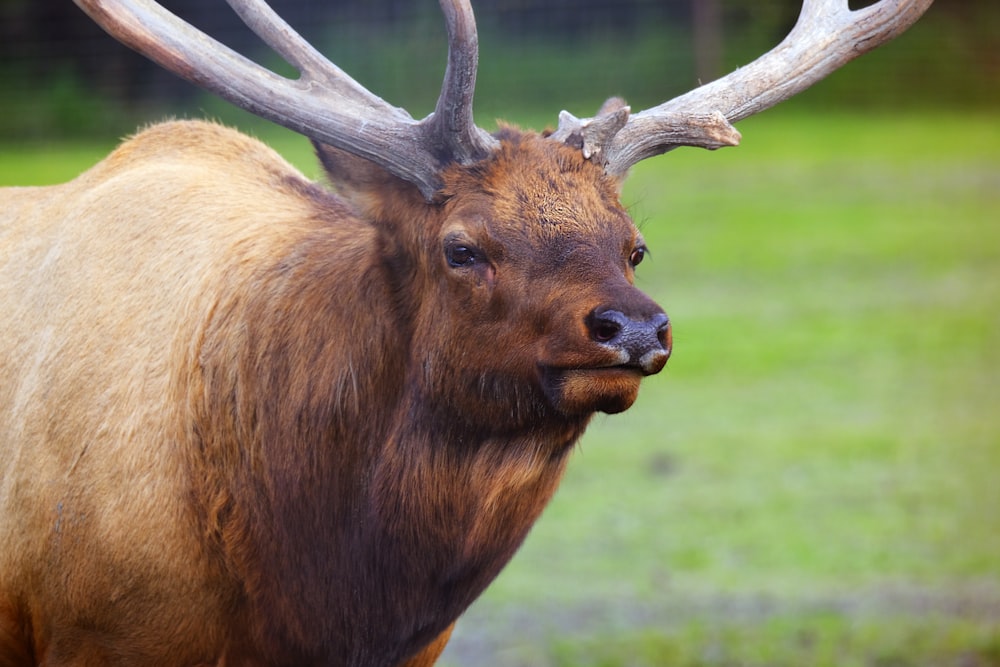 a close up of a deer with antlers on it's head