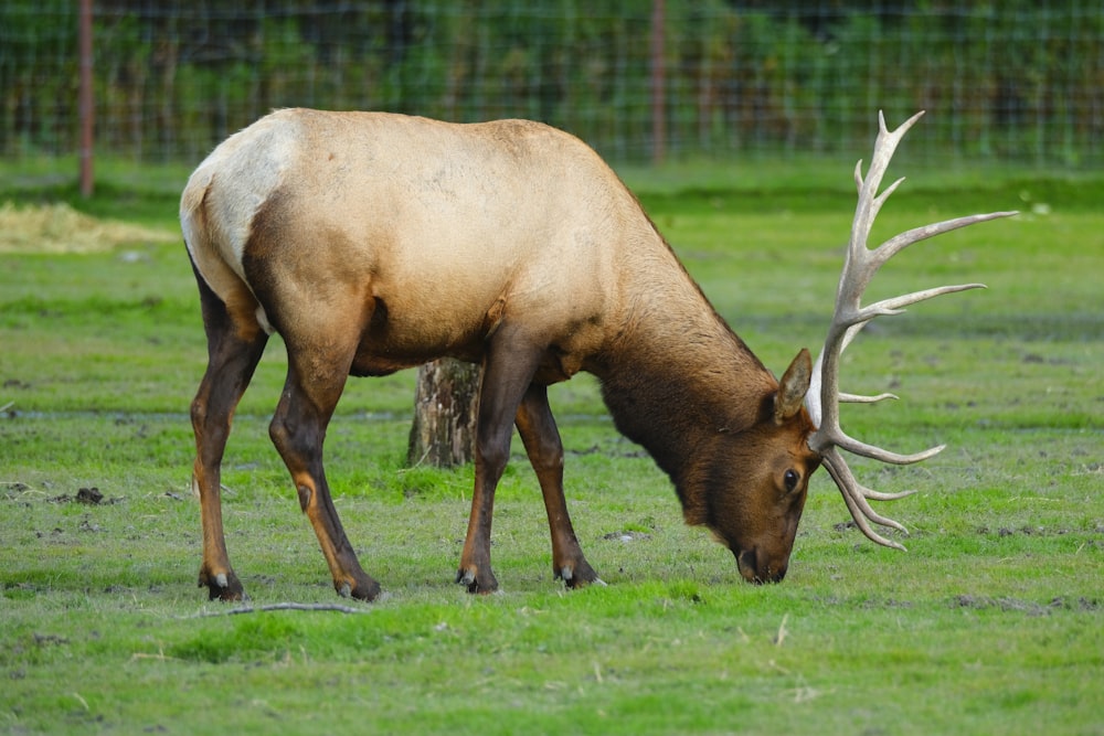 a large elk grazing on grass in a fenced in area