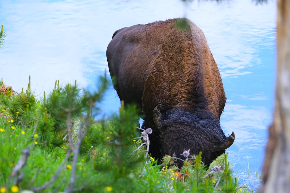 a bison grazing in the grass next to a body of water