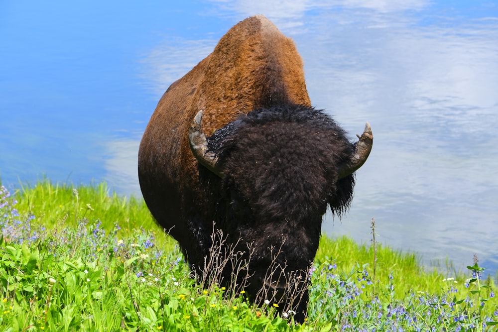 a bison is standing in a field near a body of water