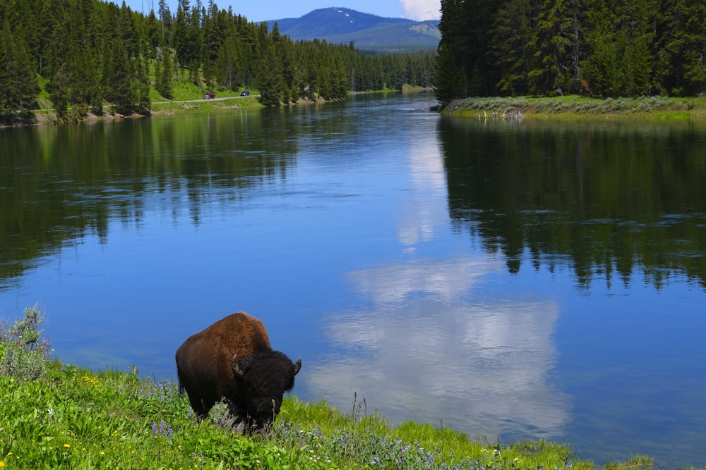 a bison is standing in the grass near the water