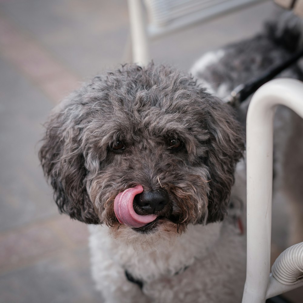 a dog with a tongue hanging out of its mouth
