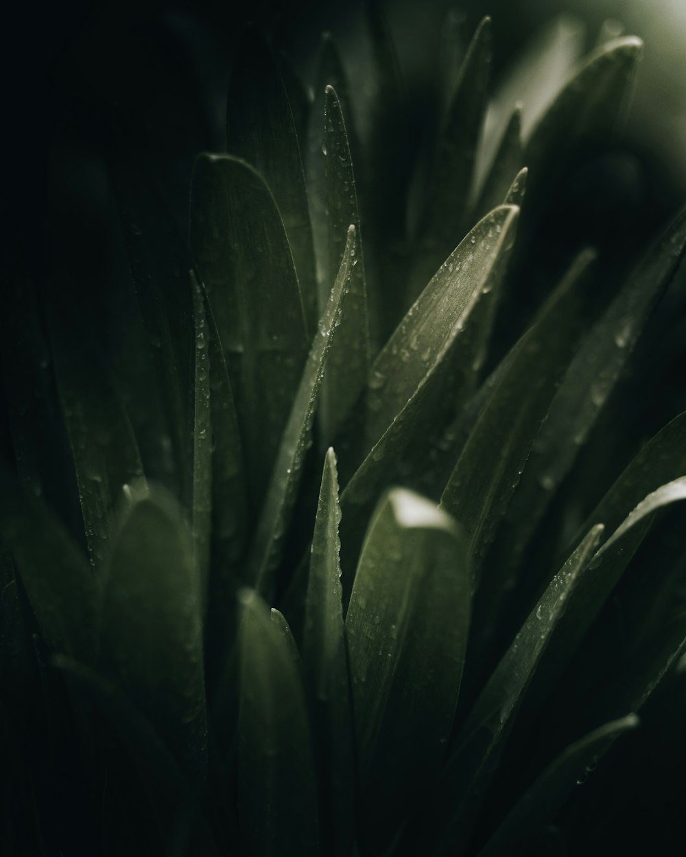 a close up of a plant with water droplets on it