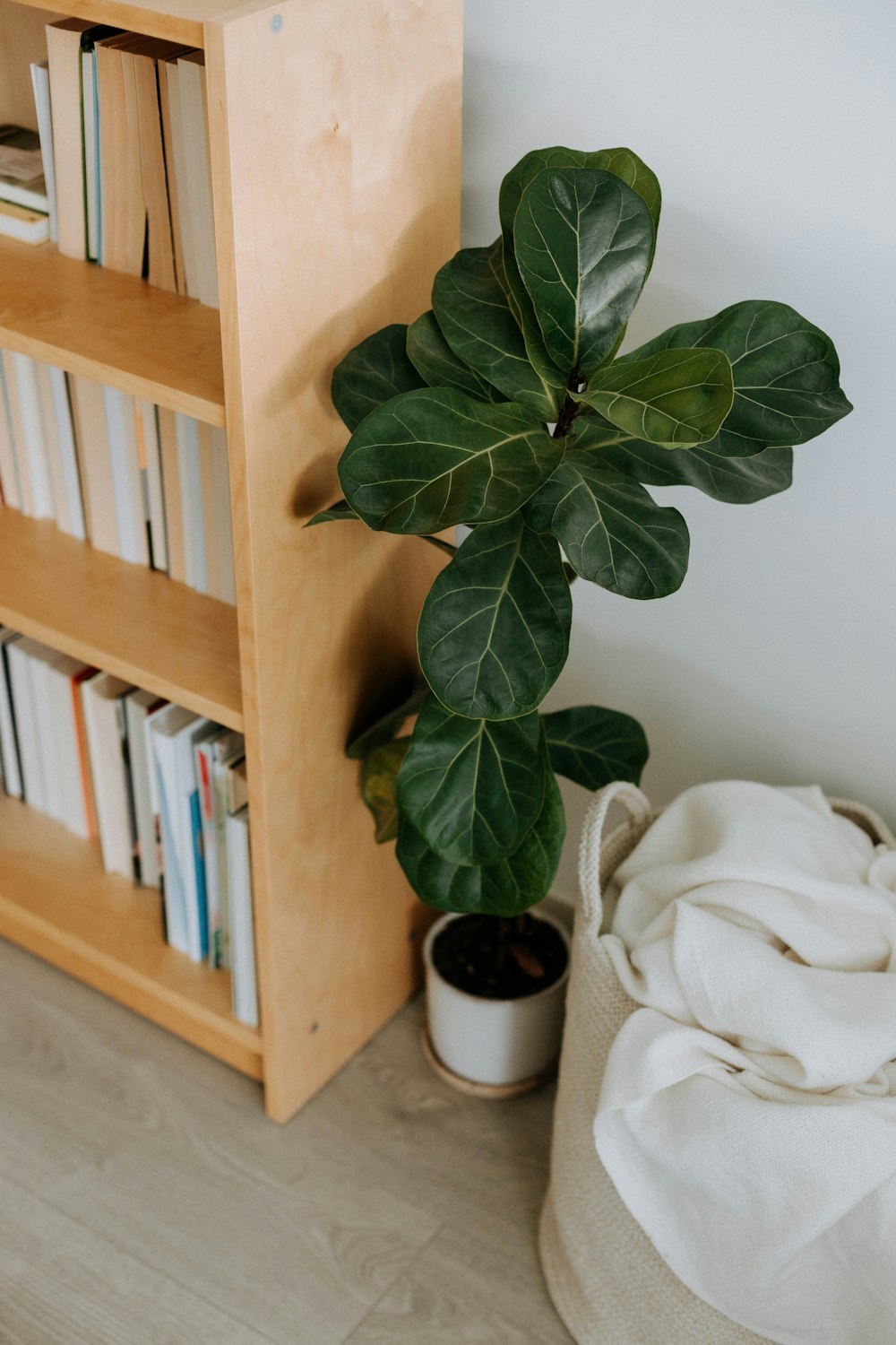 a potted plant sitting next to a book shelf