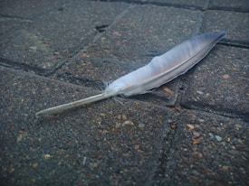 A single white feather lies on a textured, gray cobblestone surface. The feather displays slight fraying at its quill end, and the stones around it have visible specks of orange and brown.