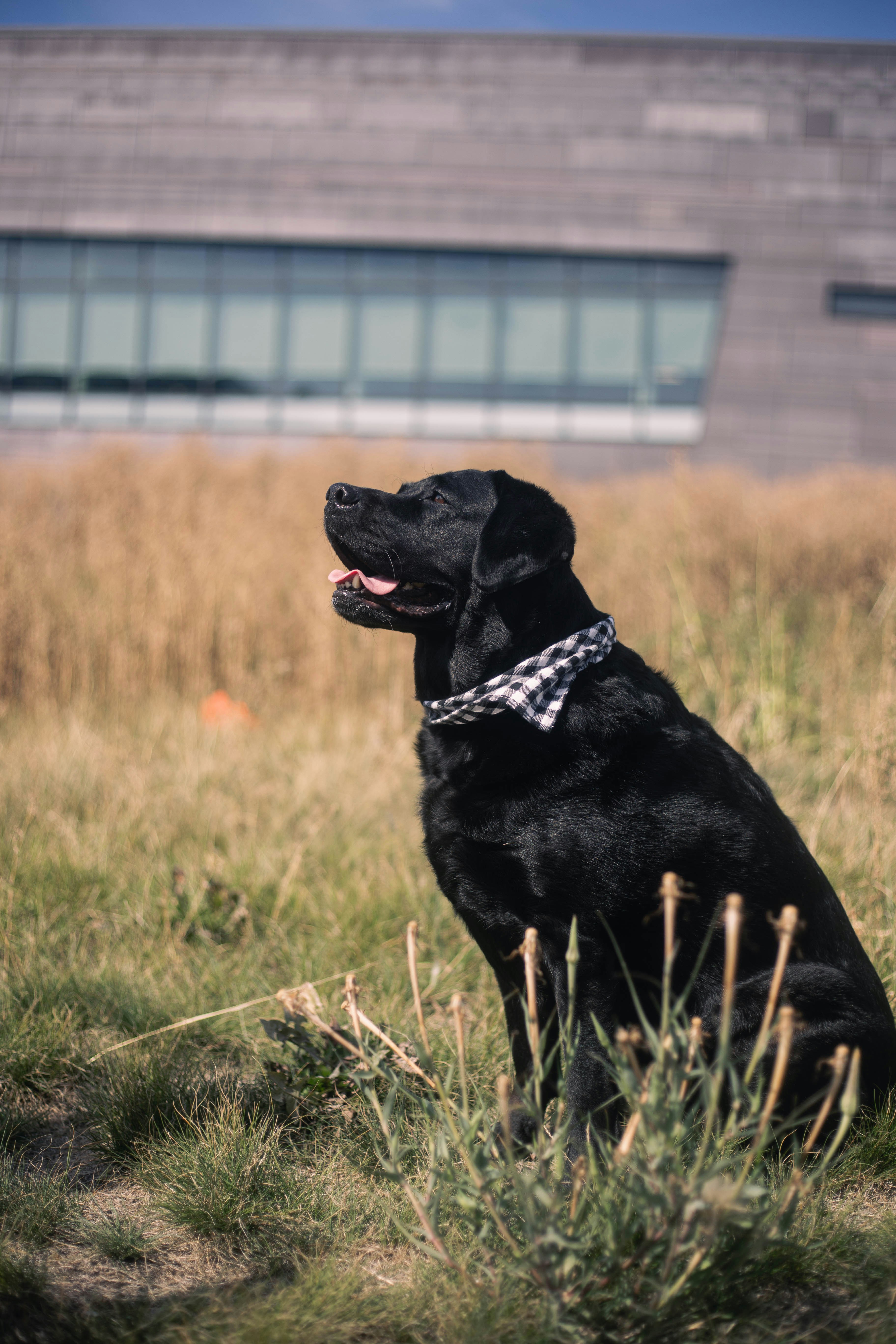 a black dog sitting in a field with a building in the background