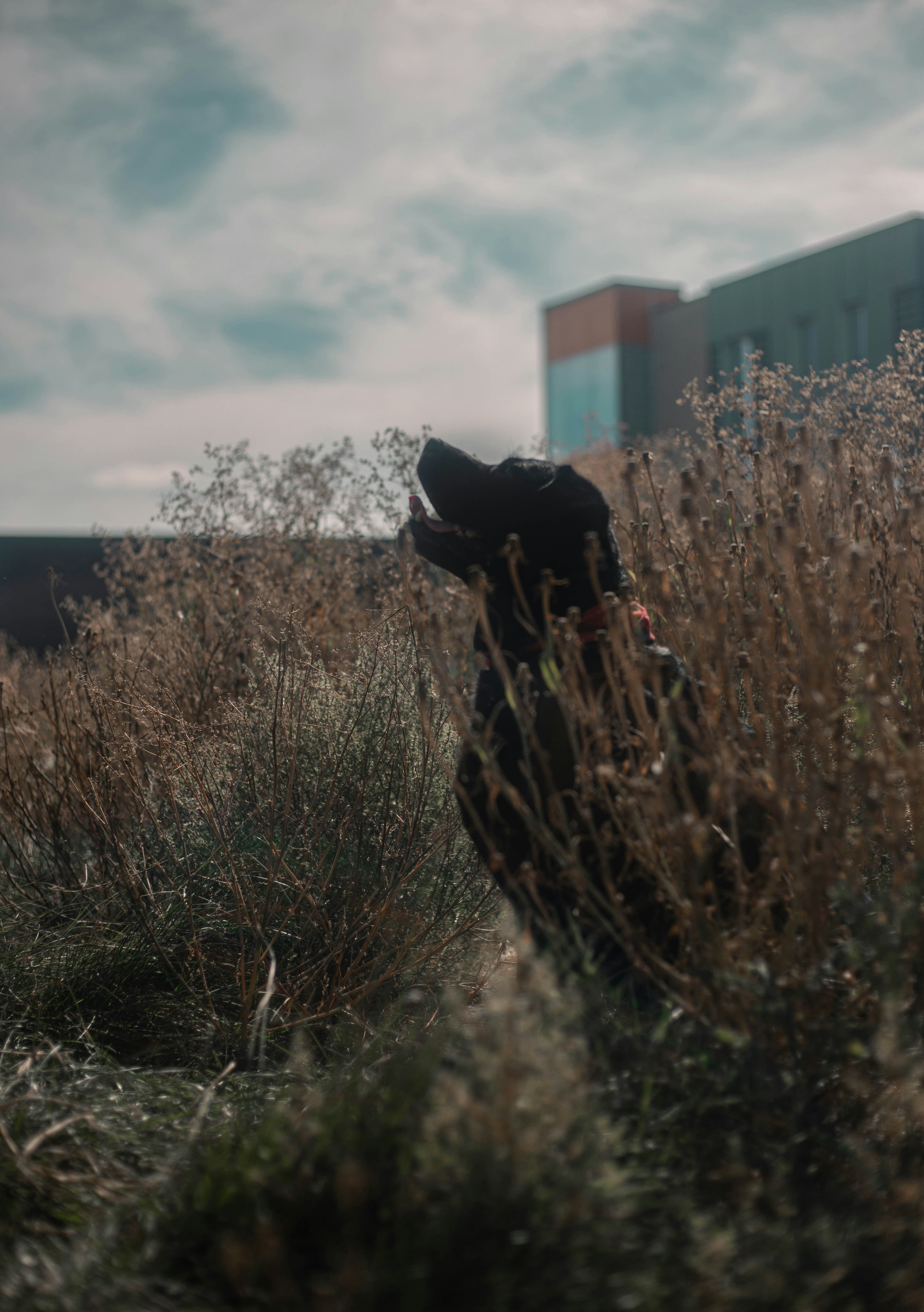 a dog sitting in a field of tall grass