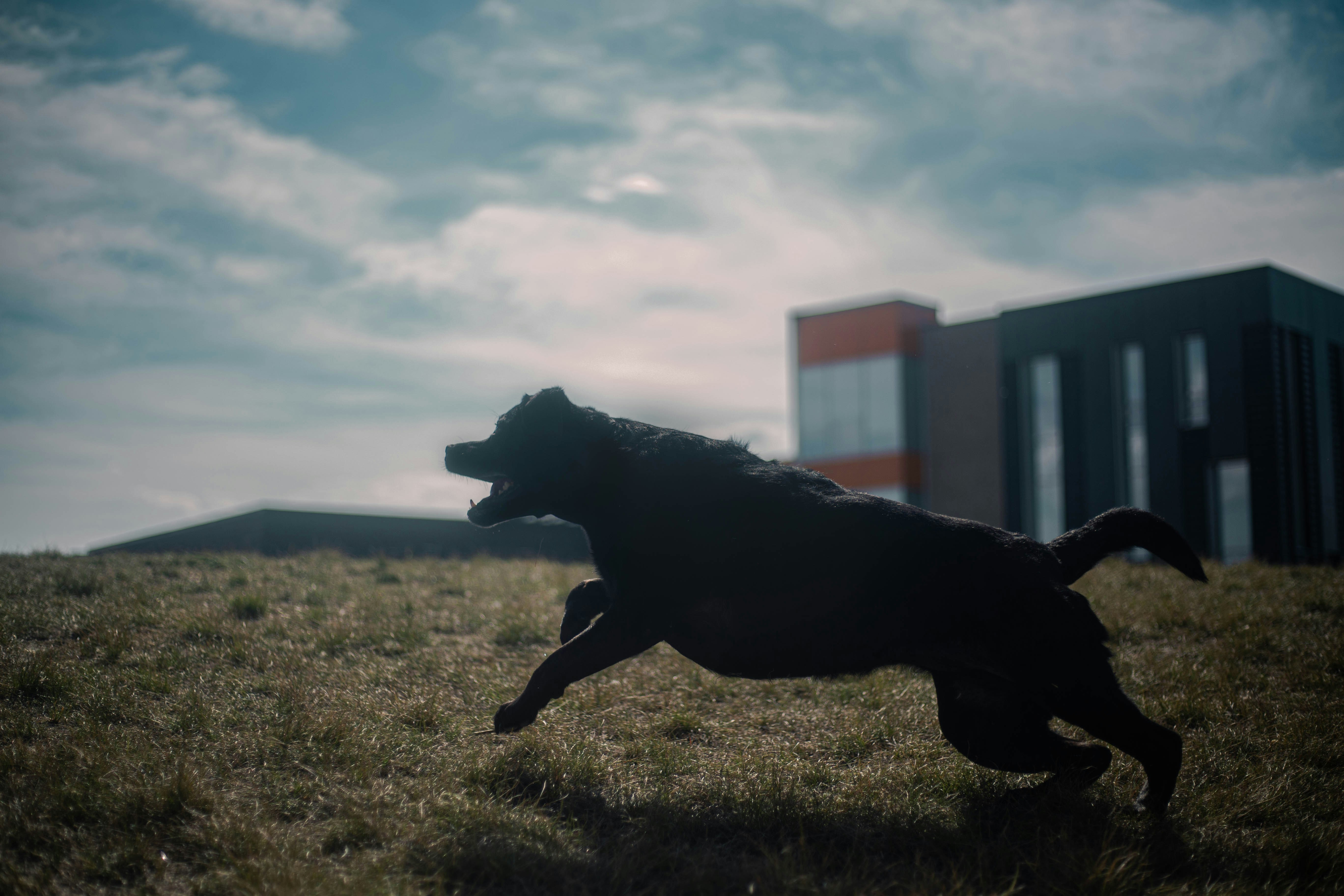 a dog is running in the grass near a building