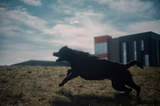 Dynamic metallic logo showing people running with their dogs, symbolizing active pet lifestyles.