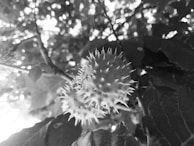 A black and white image featuring a close-up of a spiky fruit hanging from a tree. The fruit is spherical with an array of sharp spikes protruding from its surface. In the background, blurred leaves create a dense canopy, allowing light to filter through.