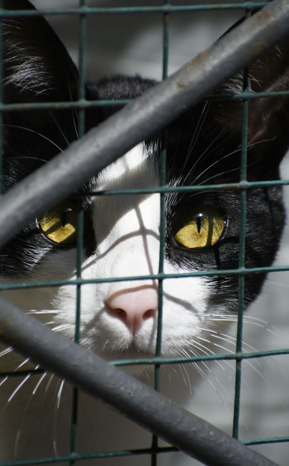 a close up of a cat behind a fence