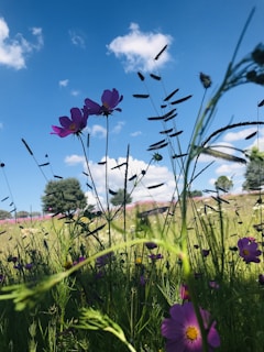 Wildflowers blooming in a sunlit meadow under a clear blue sky