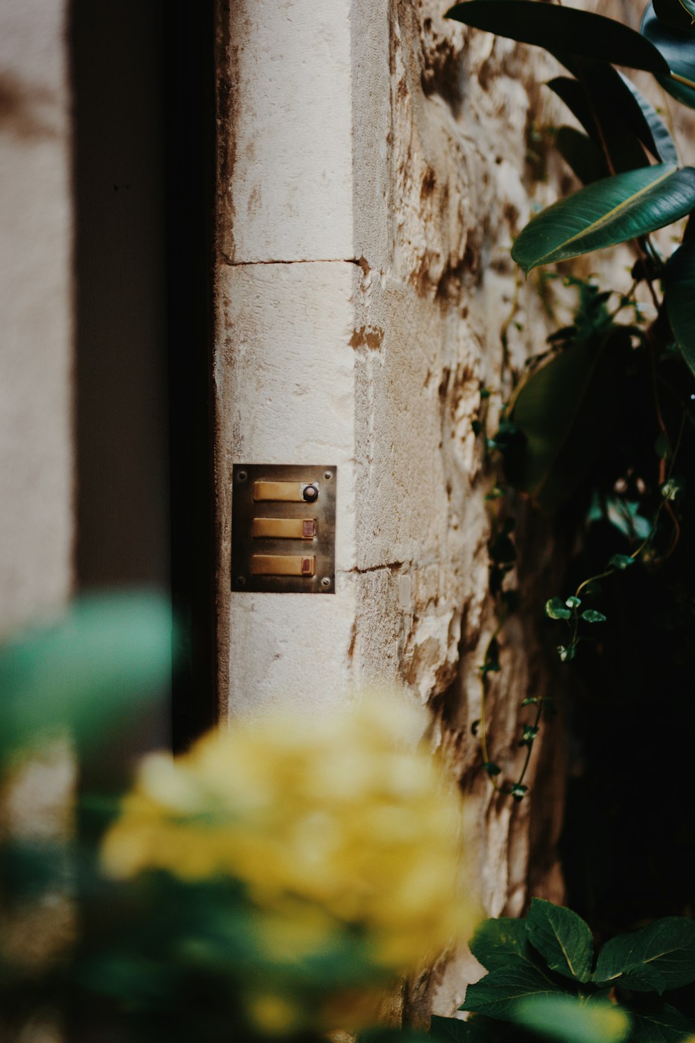 a close up of a door with a plant in the background
