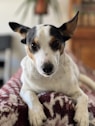 a dog is sitting on a blanket on a couch