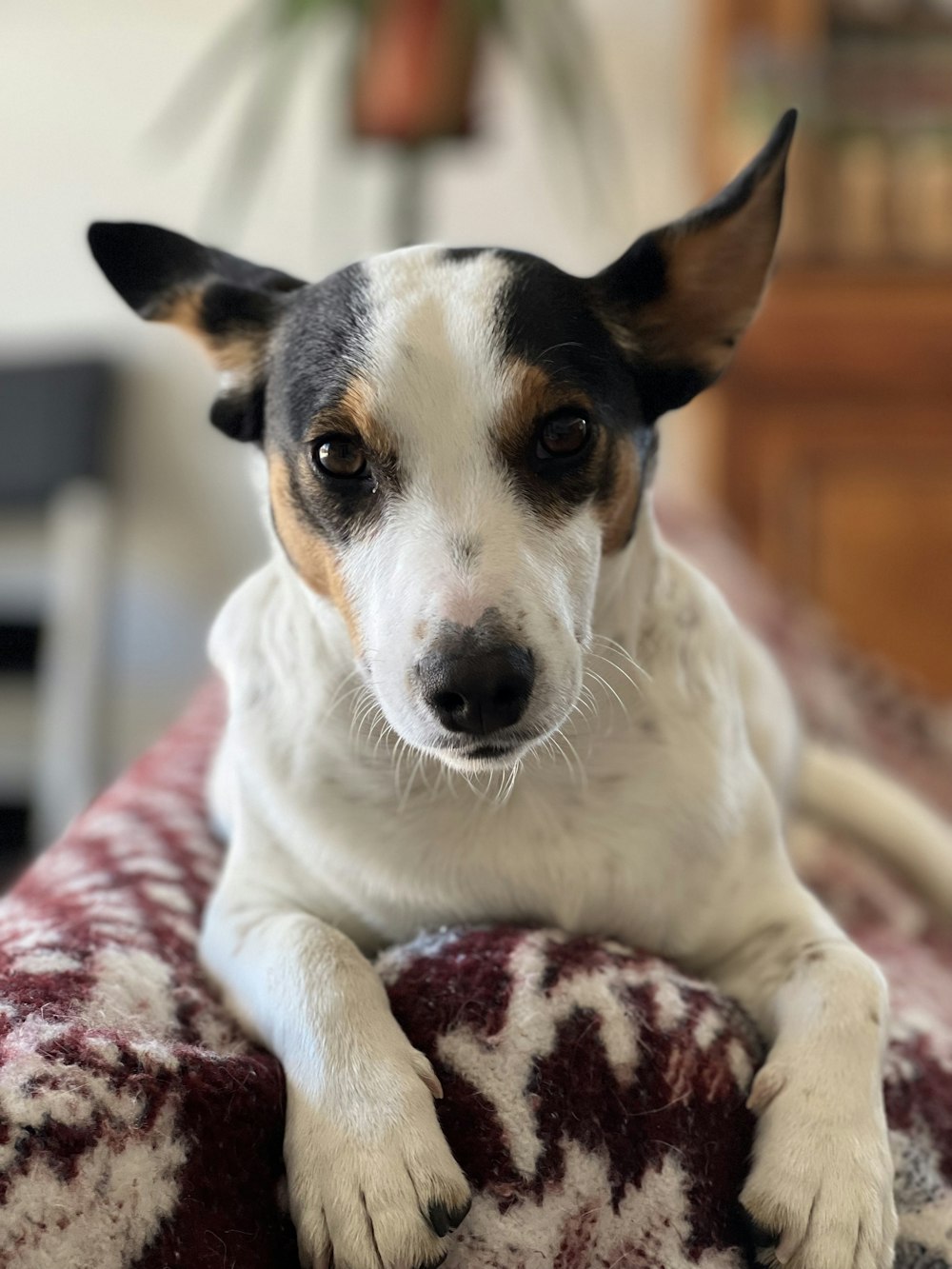 a dog is sitting on a blanket on a couch