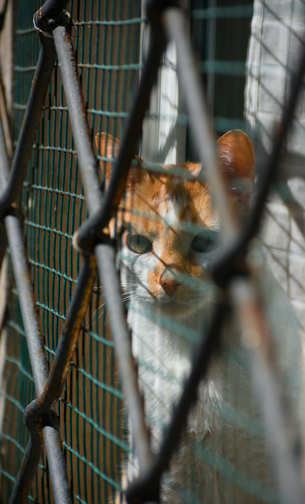 a cat in a cage looking at the camera