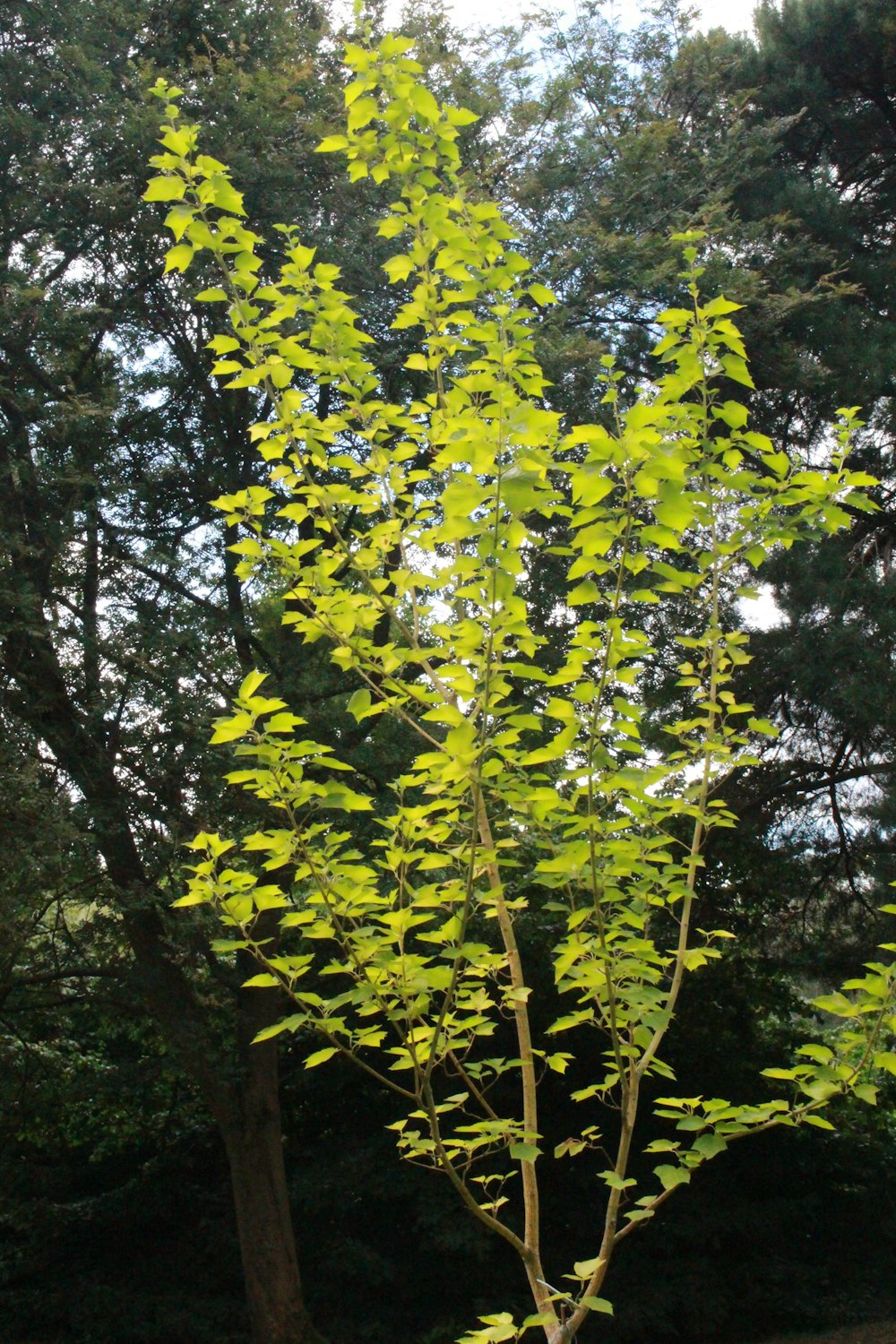 a small tree in the middle of a park