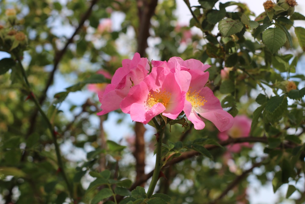 a pink flower is blooming on a tree