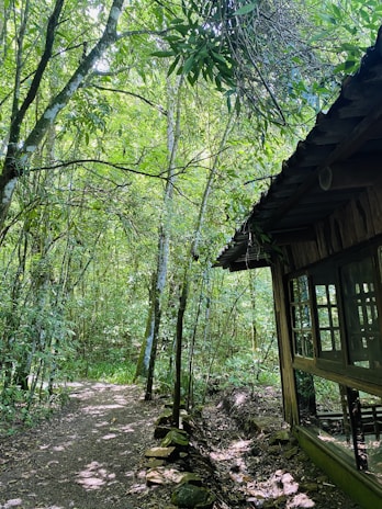 The cozy Hobbiton Lodge nestled among towering trees with soft morning light filtering through.