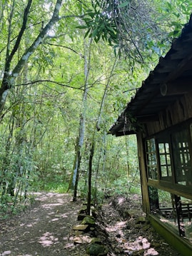 A quaint forest scene featuring a cozy wooden cabin with large windows. The surrounding area is lush with greenery, characterized by dense trees and a narrow dirt path leading into the woods. Sunlight filters through the leaves, casting dappled shadows on the ground.