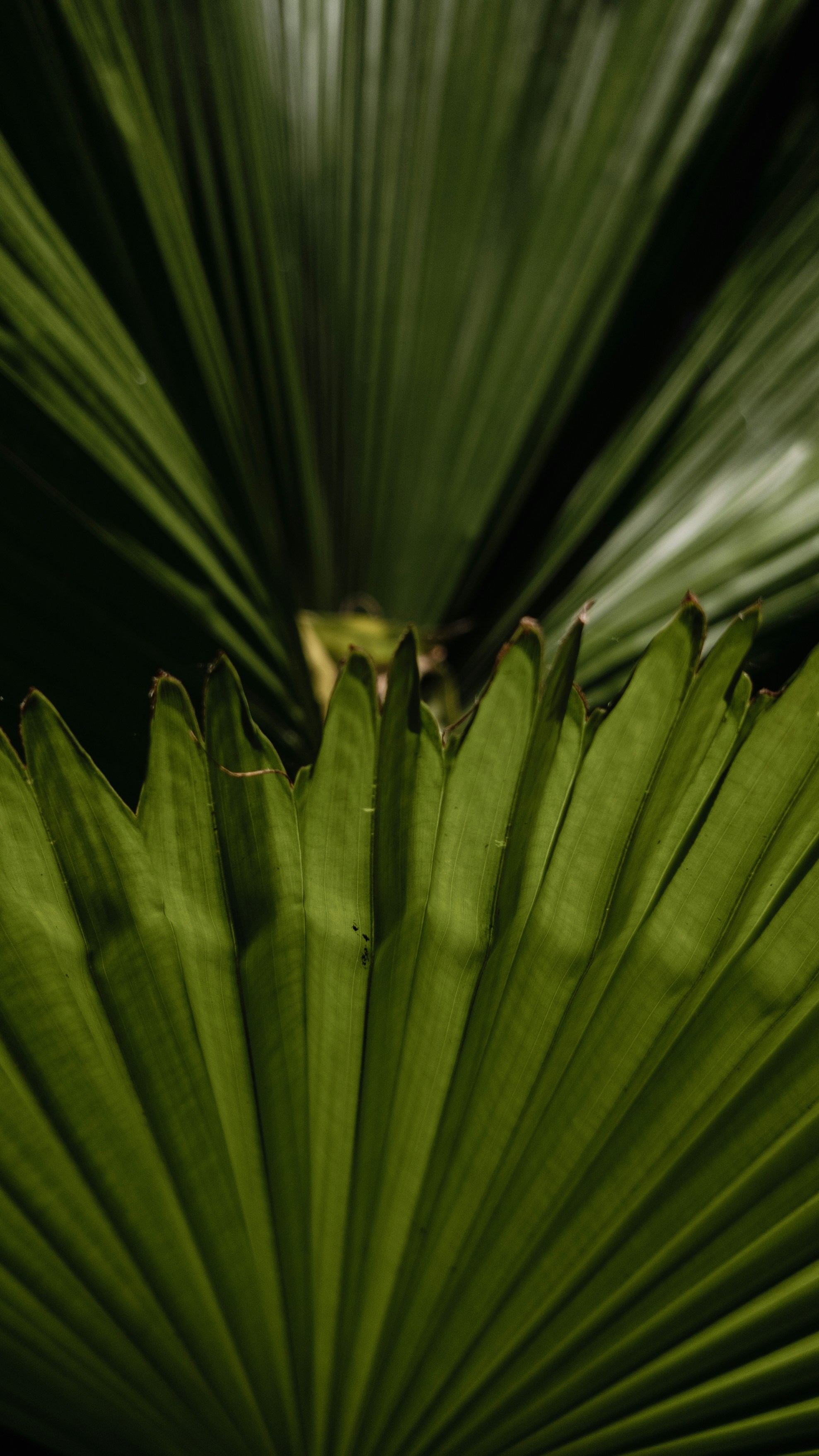 Photo by yadunandlal