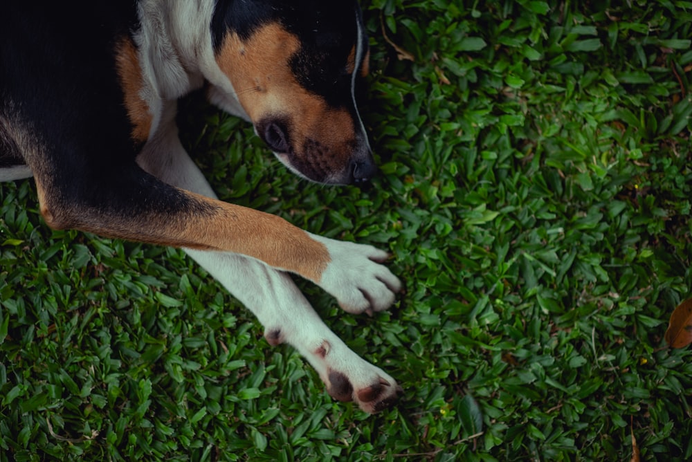 a dog laying on top of a lush green field