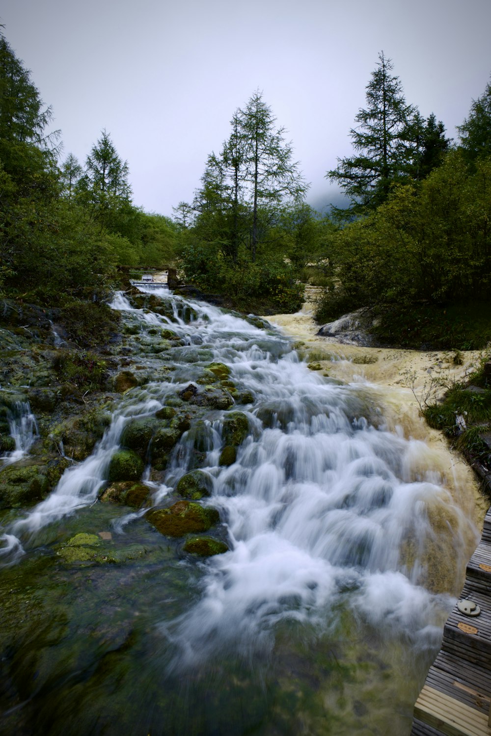 a river running through a lush green forest