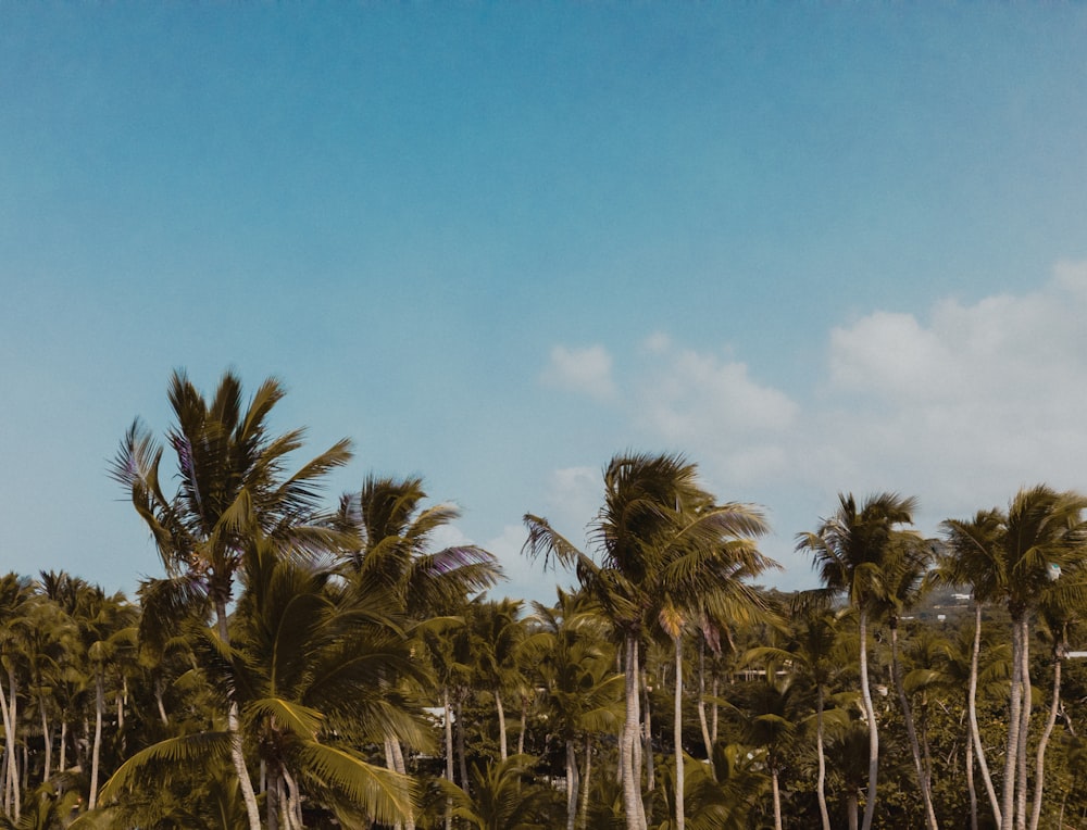 a group of palm trees with a blue sky in the background