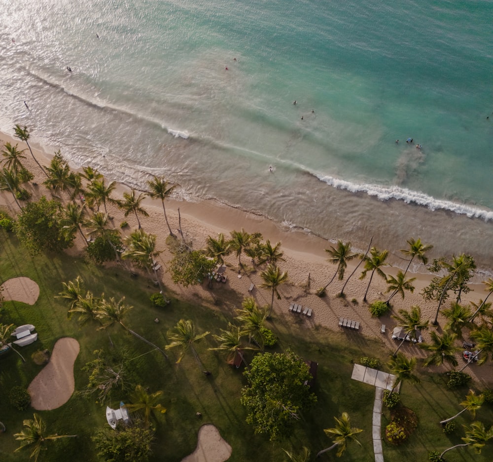 an aerial view of a beach with palm trees