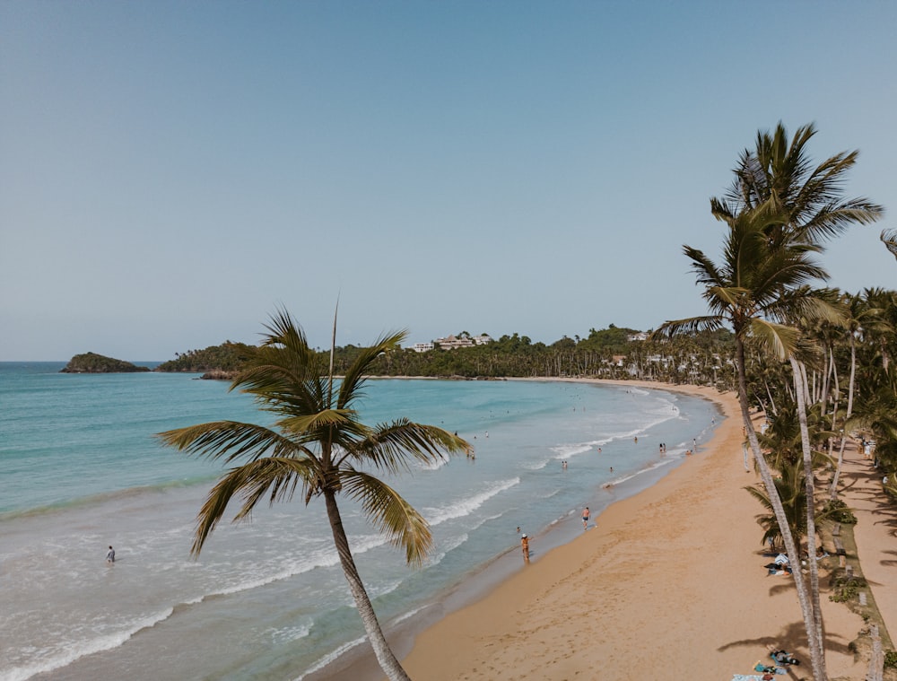 a beach with palm trees and people in the water