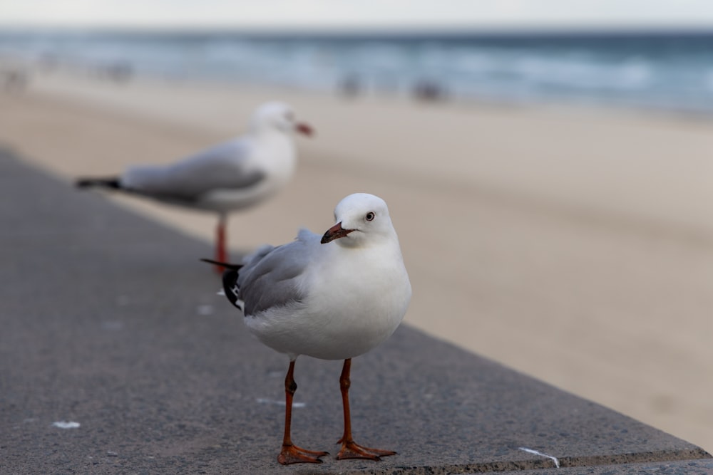 two seagulls standing on the edge of a beach