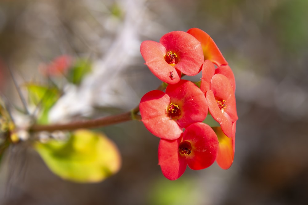 a close up of a red flower on a branch