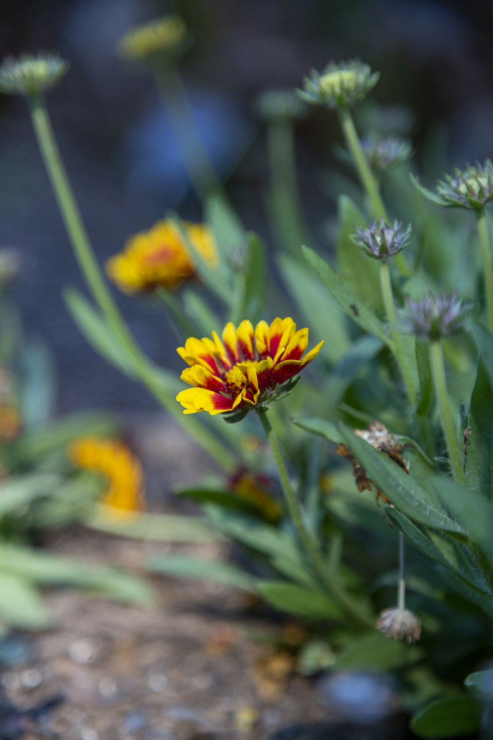 a yellow and red flower in a garden